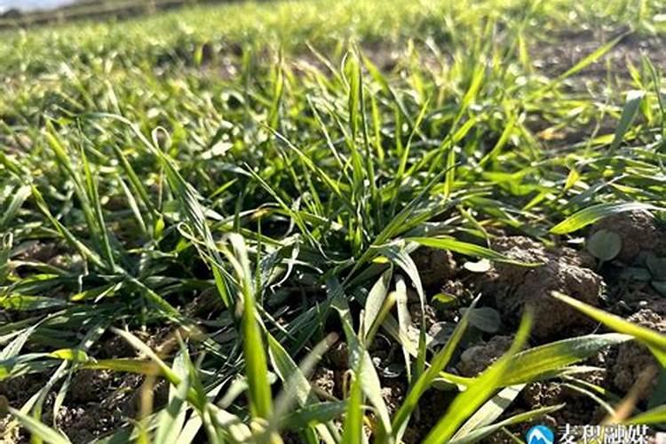 什么时候给小麦追肥会是最为合适的阶段