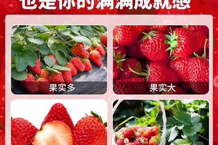 果树安全施用钙镁磷肥有哪些技术？