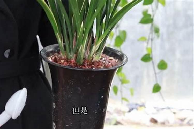 兰花什么时候施氮磷钾？