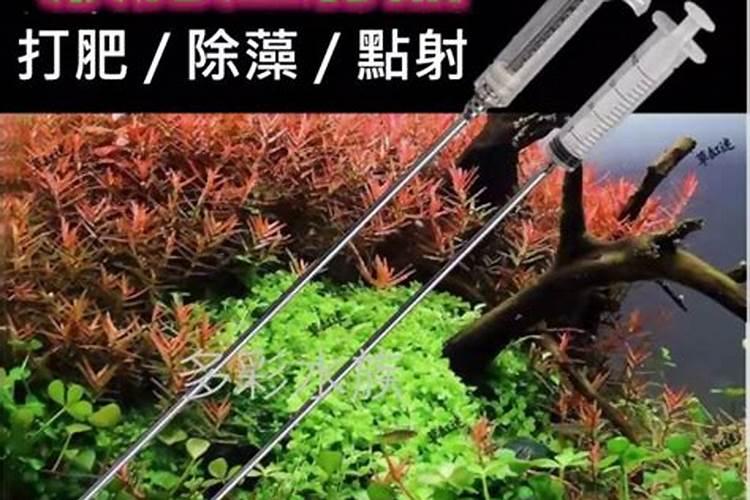 缸养荷花怎么施肥