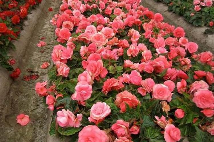 苹果树8月份施什么肥