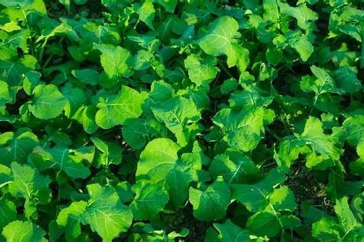白菜最忌三种肥料