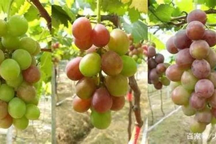 种葡萄施什么肥料
