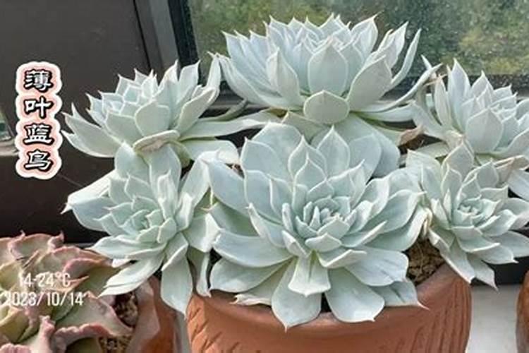 多肉植物施什么肥料好