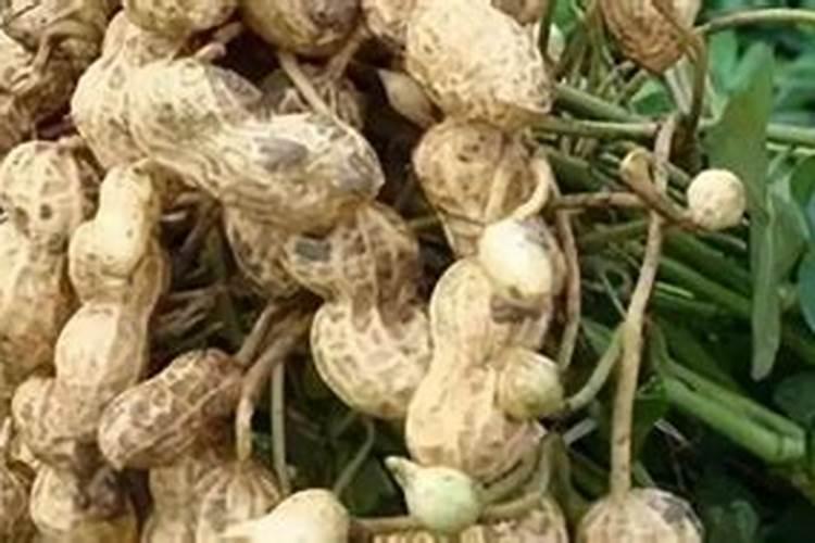 莲蓬的种植方法和注意事项