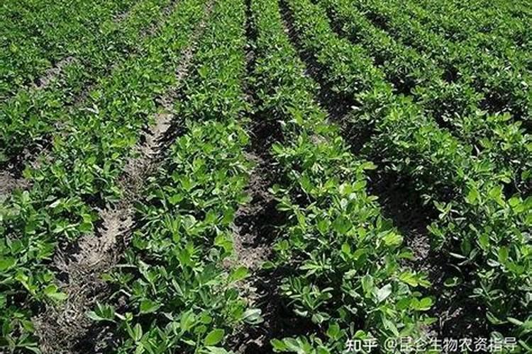 花生用什么肥料最好高产