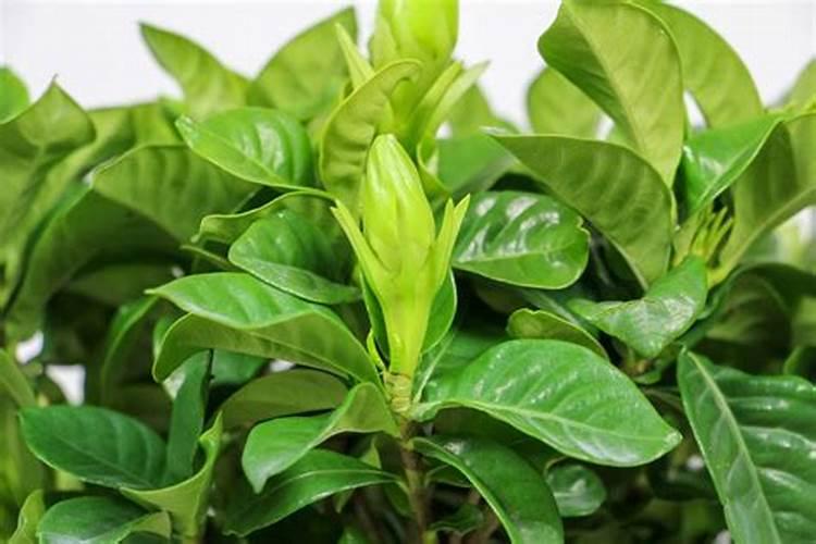 栀子花施什么肥好