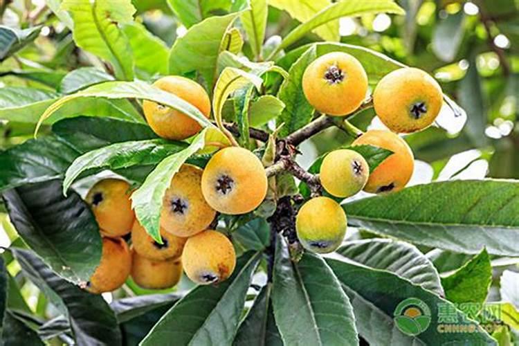 “万能”的芸苔素内酯,你用对了吗？附最全使用方案