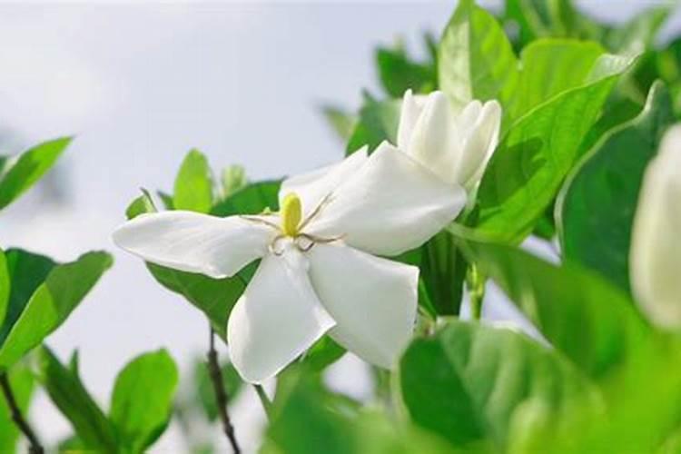 问一下栀子树叶子发黄怎么办？谁清楚？