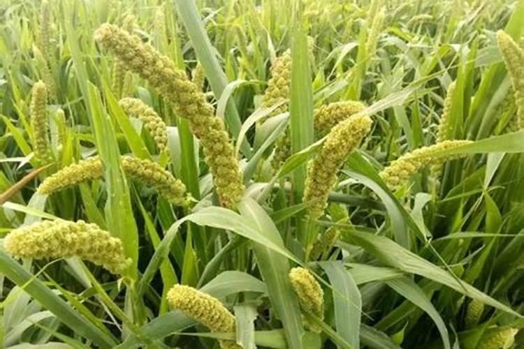 种小米用什么肥料好？
