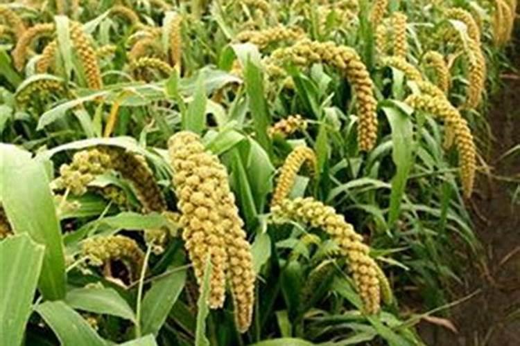 种谷子用什么肥料好
