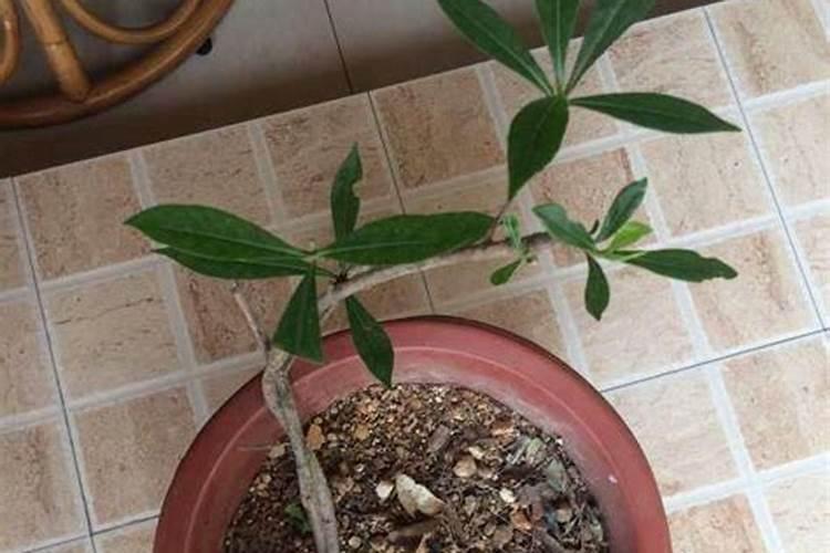 栀子花施什么肥好,栀子花的施肥方法以及注意事项
