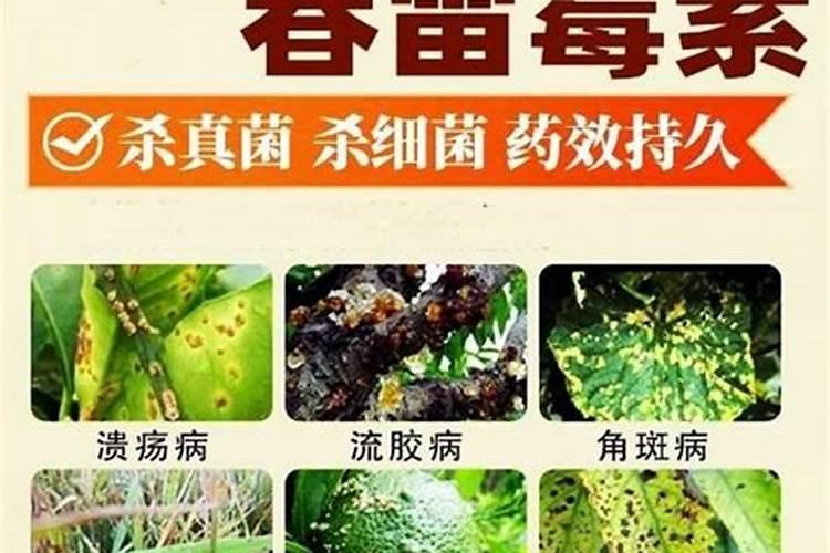 春雷霉素喷黄瓜小苗用水比例是多少？