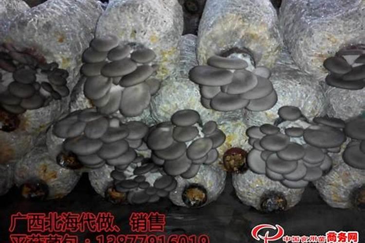 香菇下脚料怎么样做有机肥？