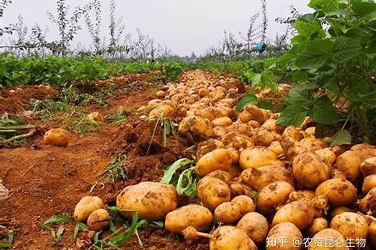 花冲施了生物菌肥在叶面还能喷杀菌剂吗