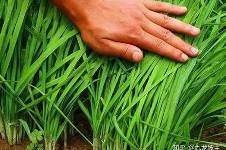 韭菜施什么肥料长的粗壮？韭菜可以收割几次？