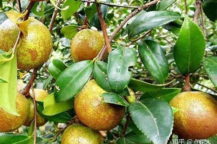 魔芋追肥用什么肥料好