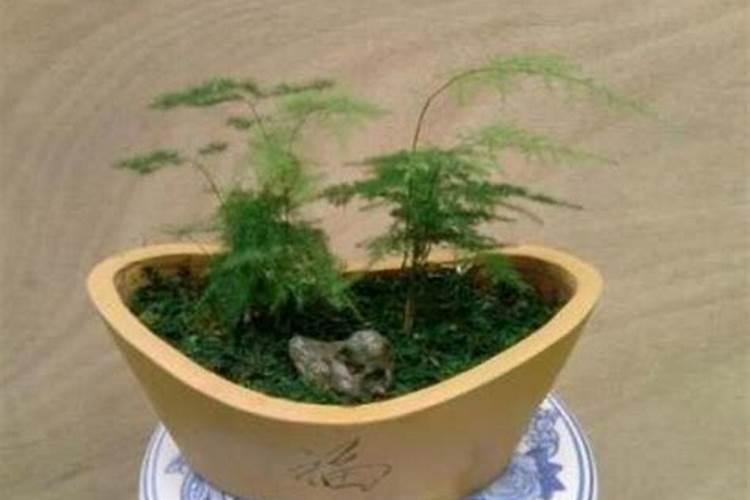 红薯中后期怎样施钾肥