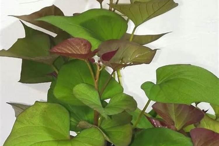 钙镁硼锌铁不能乱用