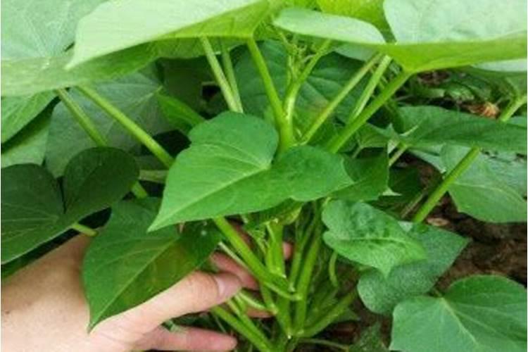 种植红薯进入膨大期,如何能让产量增加？