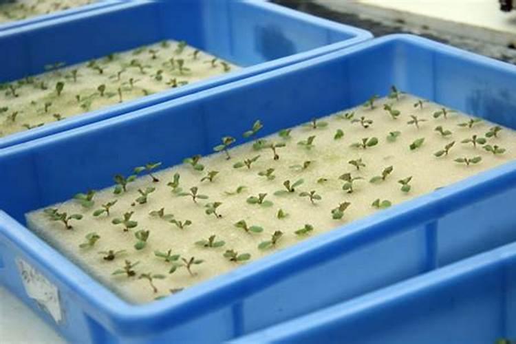 怎样用育苗盘育草莓苗 移栽后几天可以施肥