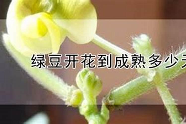 腐植酸与黄腐酸哪个肥效好？