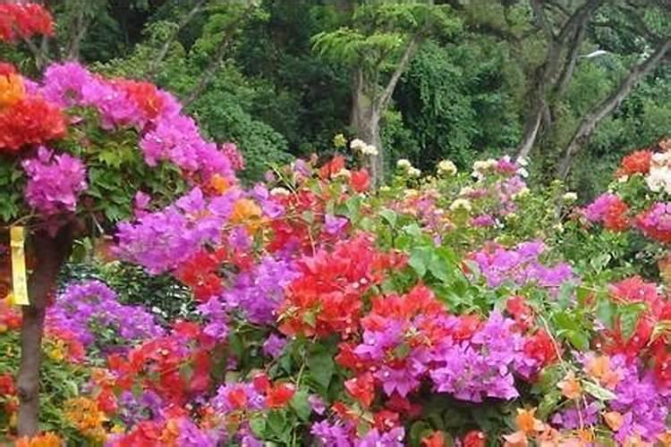 油菜栽多远一棵为好 油菜种植距离多远合适