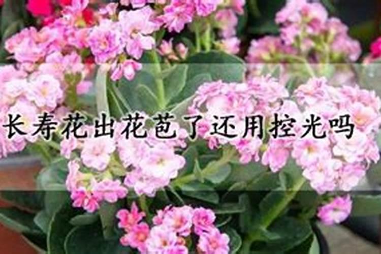 长寿花打顶晚了但已打花苞了