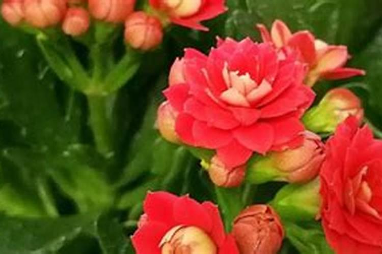 长寿花长了花苞还用施肥吗