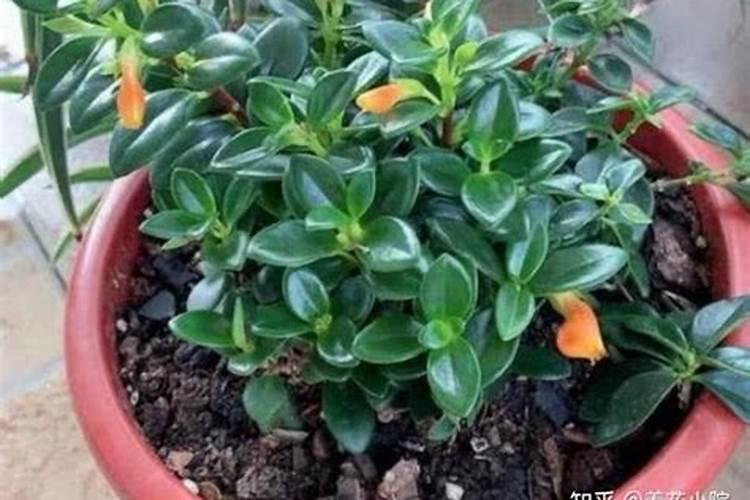 西柚种植方法