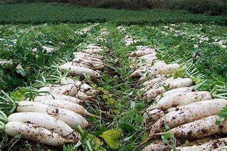 胡萝卜什么时候种植合适？