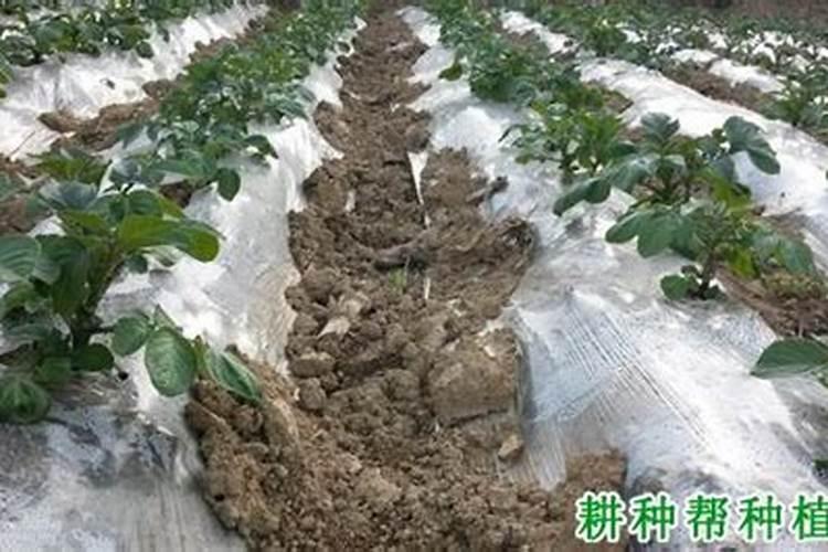 土豆追肥用什么肥料好？