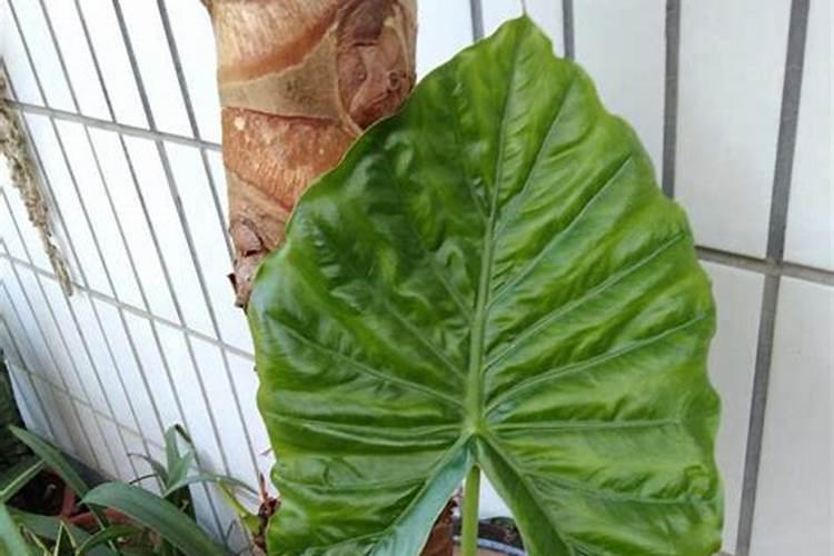 霸王芋的养殖方法 霸王芋怎么养殖