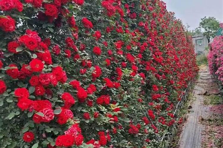 苹果苦痘病治疗方法