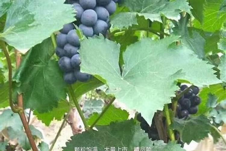 葡萄花期可以喷施叶面肥吗