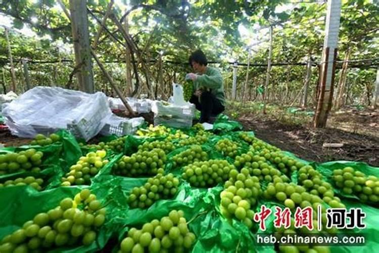 特早葡萄上色容易吗,价格多少