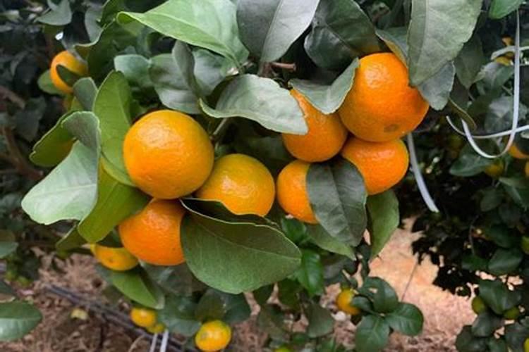 柑橘用什么肥料最好