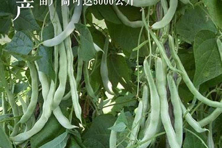 你了解钾肥吗,钾肥最适用哪些作物？