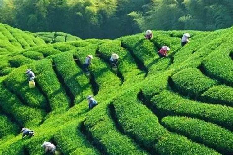 恩施富硒茶人工增硒 缺乏认证标准