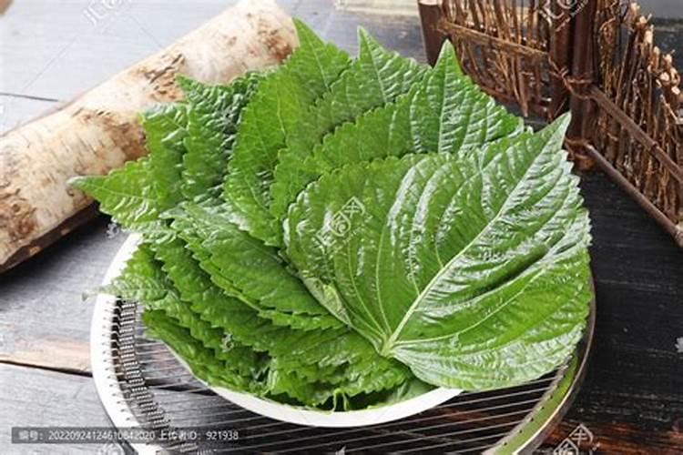 紫苏子怎么种植 四大种植手段
