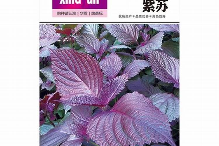 大棚怎么防止苏子早开花