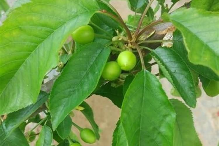 大姜种植后头两次浇水应怎么冲施肥料？