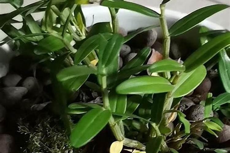 球花石斛怎么养才养的壮