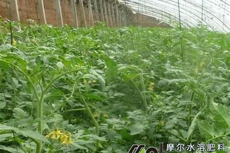 家庭养花用什么肥料最好
