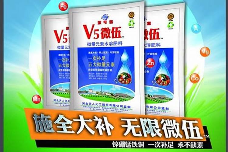 香菜出苗几天可以撤黑纱布