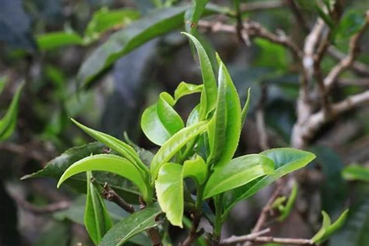 怎样区别普洱茶的烘青和晒青？区别普洱茶烘青和晒青的方法
