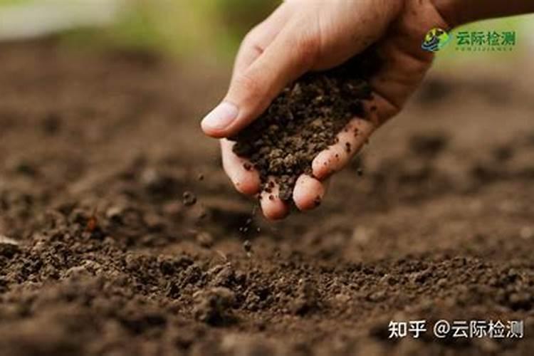 橘子树怎么管理