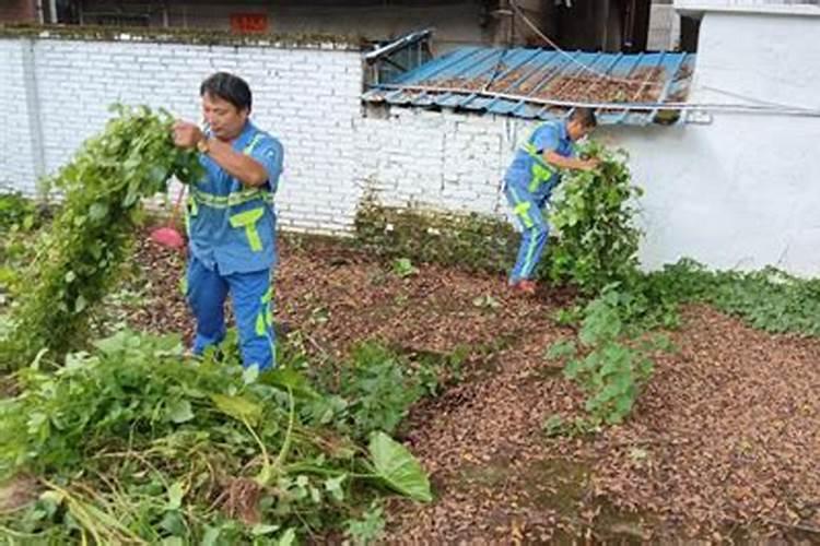 玉米二叶一心打除草剂会死吗？