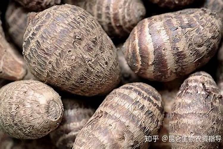 白糖对果树有什么好处