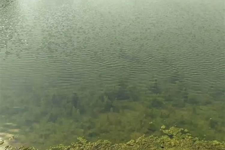 水产腐殖酸钠杀青苔用
